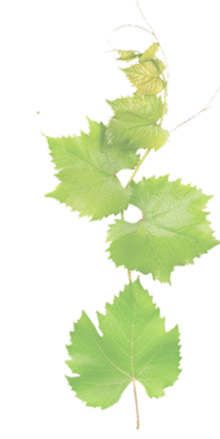 Leaf Decoration